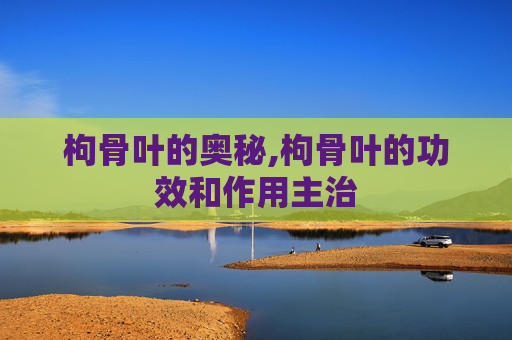 枸骨叶的奥秘,枸骨叶的功效和作用主治