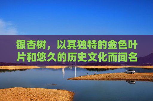 银杏树，以其独特的金色叶片和悠久的历史文化而闻名，是许多国家自然景观中不可或缺的一部分。除了其美丽的外观，银杏还具有多种作用，对环境和人类健康都有着积极的影响。,银杏的作用与功效