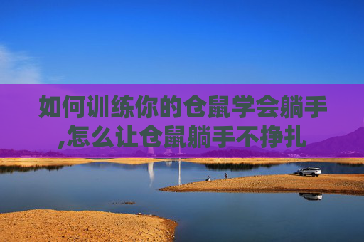 如何训练你的仓鼠学会躺手,怎么让仓鼠躺手不挣扎