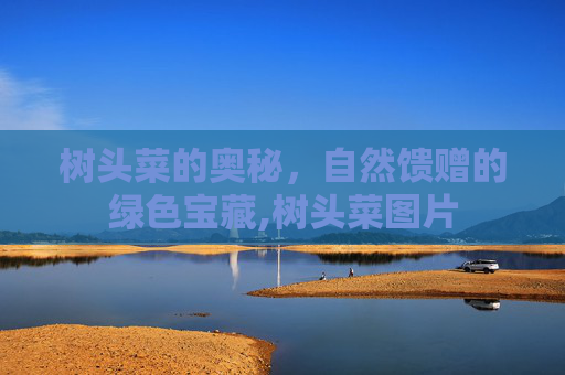 树头菜的奥秘，自然馈赠的绿色宝藏,树头菜图片