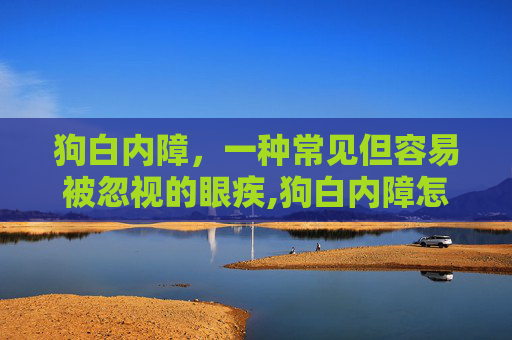 狗白内障，一种常见但容易被忽视的眼疾,狗白内障怎么治